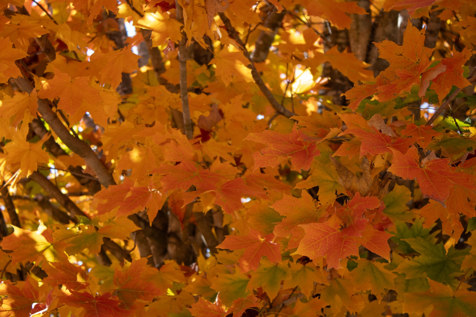 Autumn Falling